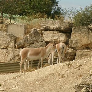 Persian onagers