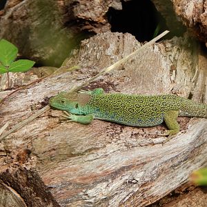 Ocellated lizard 030924