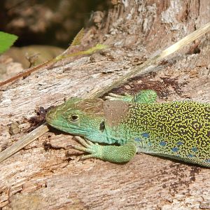 Ocellated lizard 030924