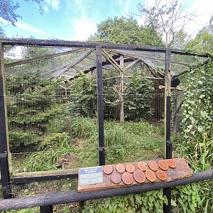 Common raven aviary 030924