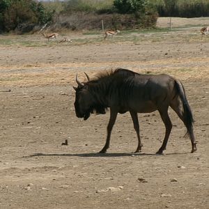 Blue wildebeest