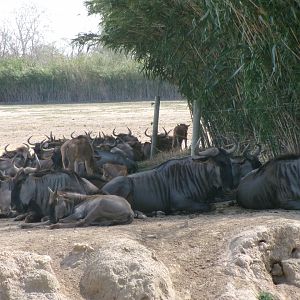Blue wildebeest