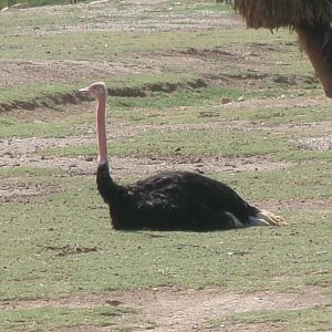 North African ostrich