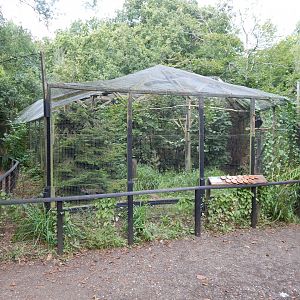 Common raven aviary 030924