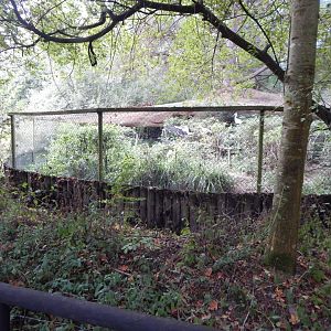European white stork aviary 030924
