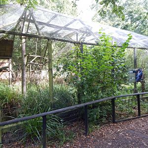 Common raven aviary 030924