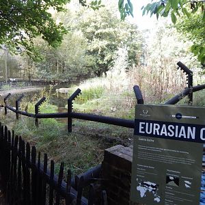 Eurasian otter exhibit 030924