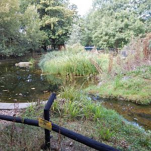 Eurasian otter exhibit 030924