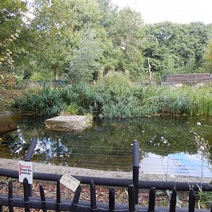 Eurasian otter exhibit 030924