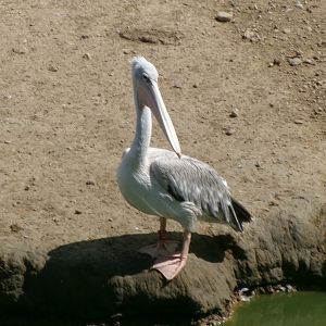 Pink-backed pelican