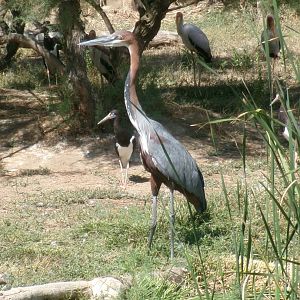 Goliath heron