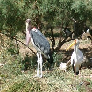 Marabou and yellow-billed stork