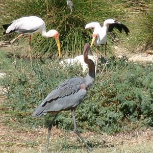 Yellow-billed stork and Goliath heron