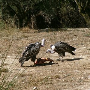 Common Rüppell's vultures