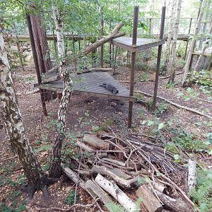 Arctic fox walkthrough 030924