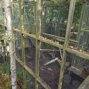 Arctic fox walkthrough 030924