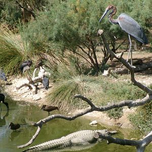 Great African Aviary