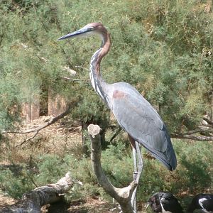 Goliath heron