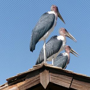 Marabou storks