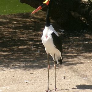 Saddle-billed stork