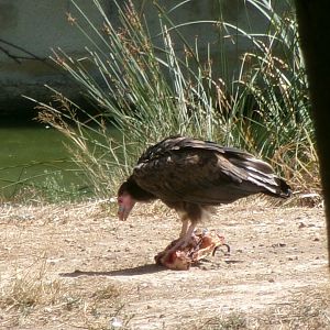 White-headed vulture