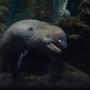 Brown moray (Gymnothorax unicolor)