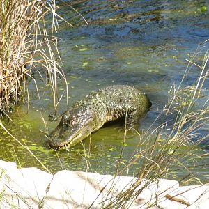 American alligator