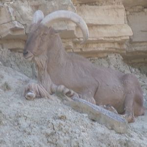 Barbary sheep