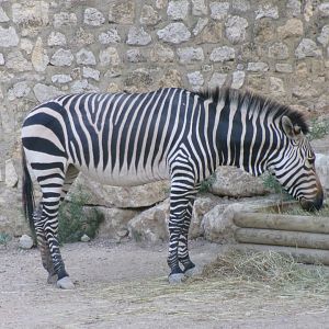 Hartmann's mountain zebra