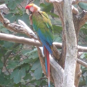 Green-winged macaw