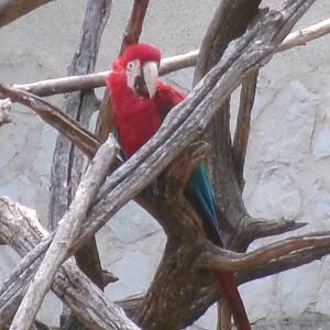 Scarlet macaw