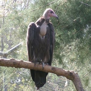 Hooded vulture
