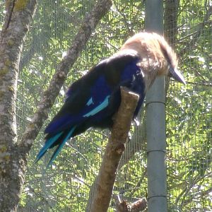 Blue-bellied roller
