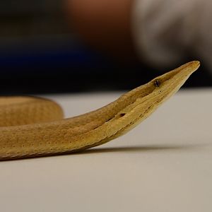 Burton's snake-lizard (Lialis burtonis)