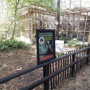 European pine marten habitat 030924