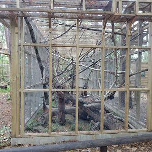 European pine marten habitat 030924