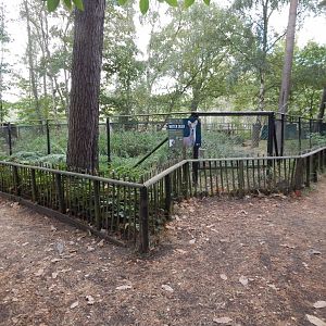 Chinese water deer habitat 030924