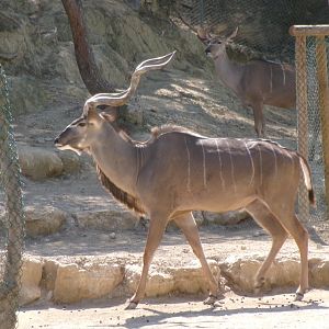 Greater kudu