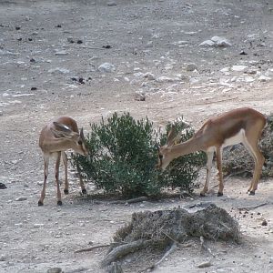Cuvier's gazelles