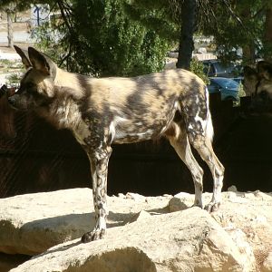 African wild dog