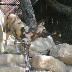 African wild dog