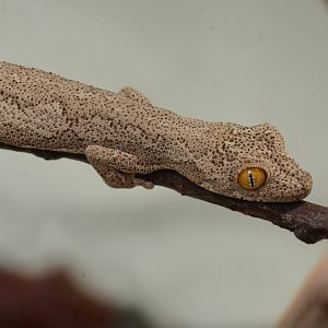 Exmouth spiny-tailed gecko (Strophurus rankini)