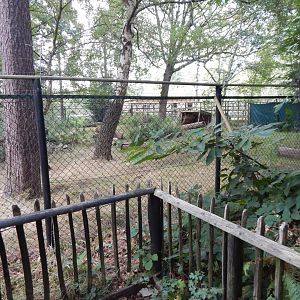 Chinese water deer habitat 030924