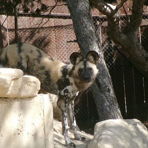African wild dog