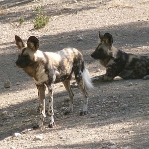 African wild dogs