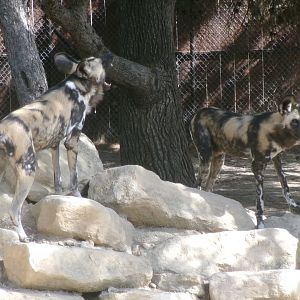 African wild dogs