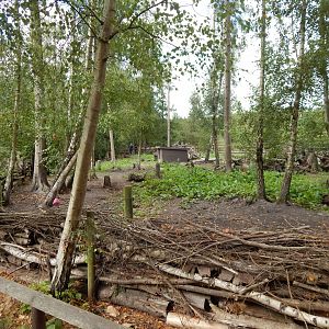 Central European wild boar habitat 030924