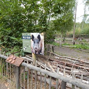 Central European wild boar habitat 030924