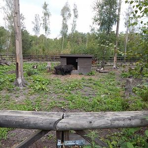 Central European wild boar habitat 030924