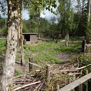 Central European wild boar habitat 030924